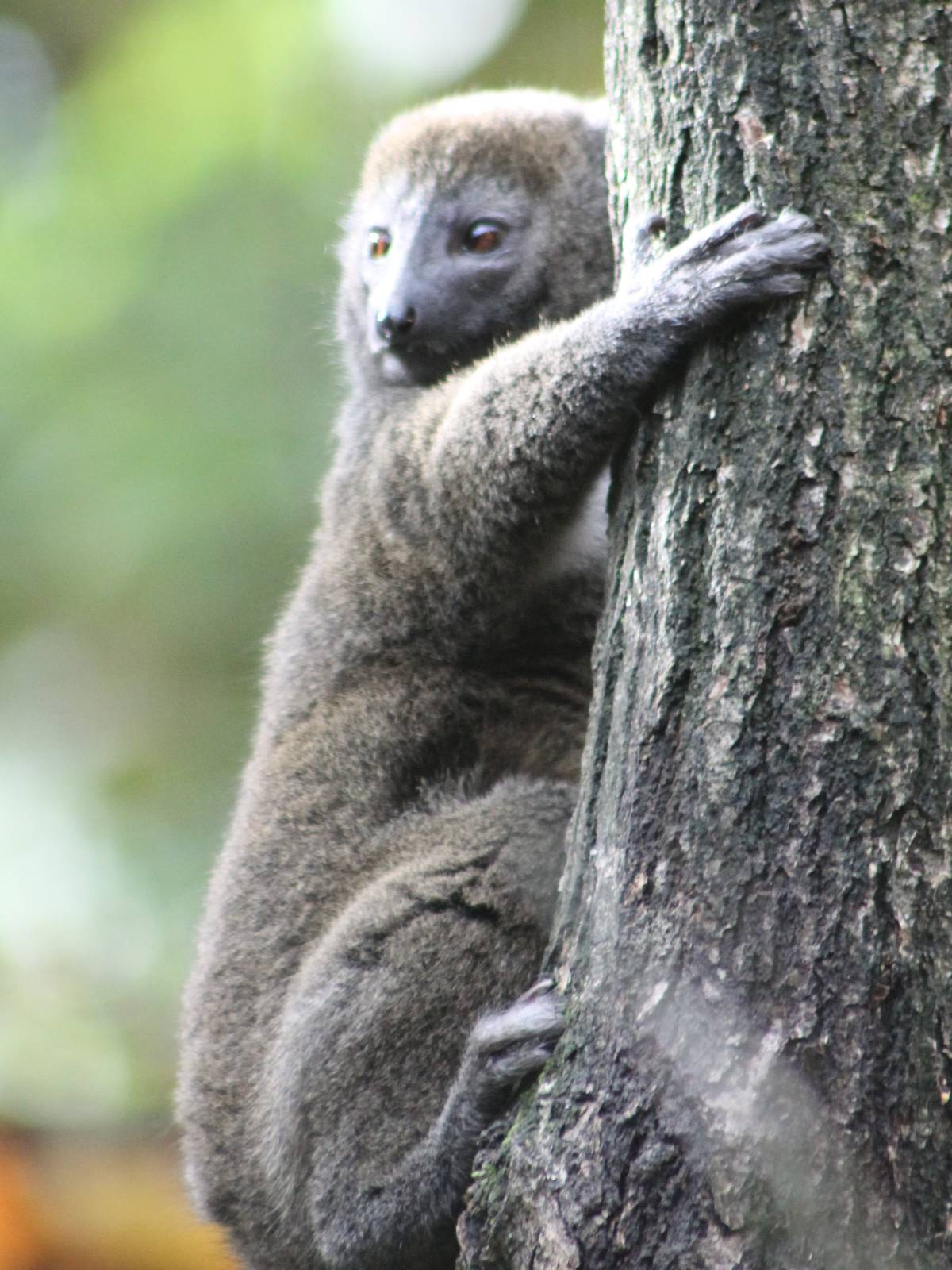 Bamboo lemur