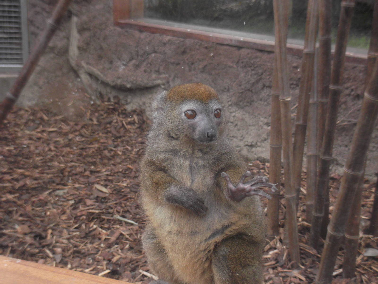 bamboo lemur