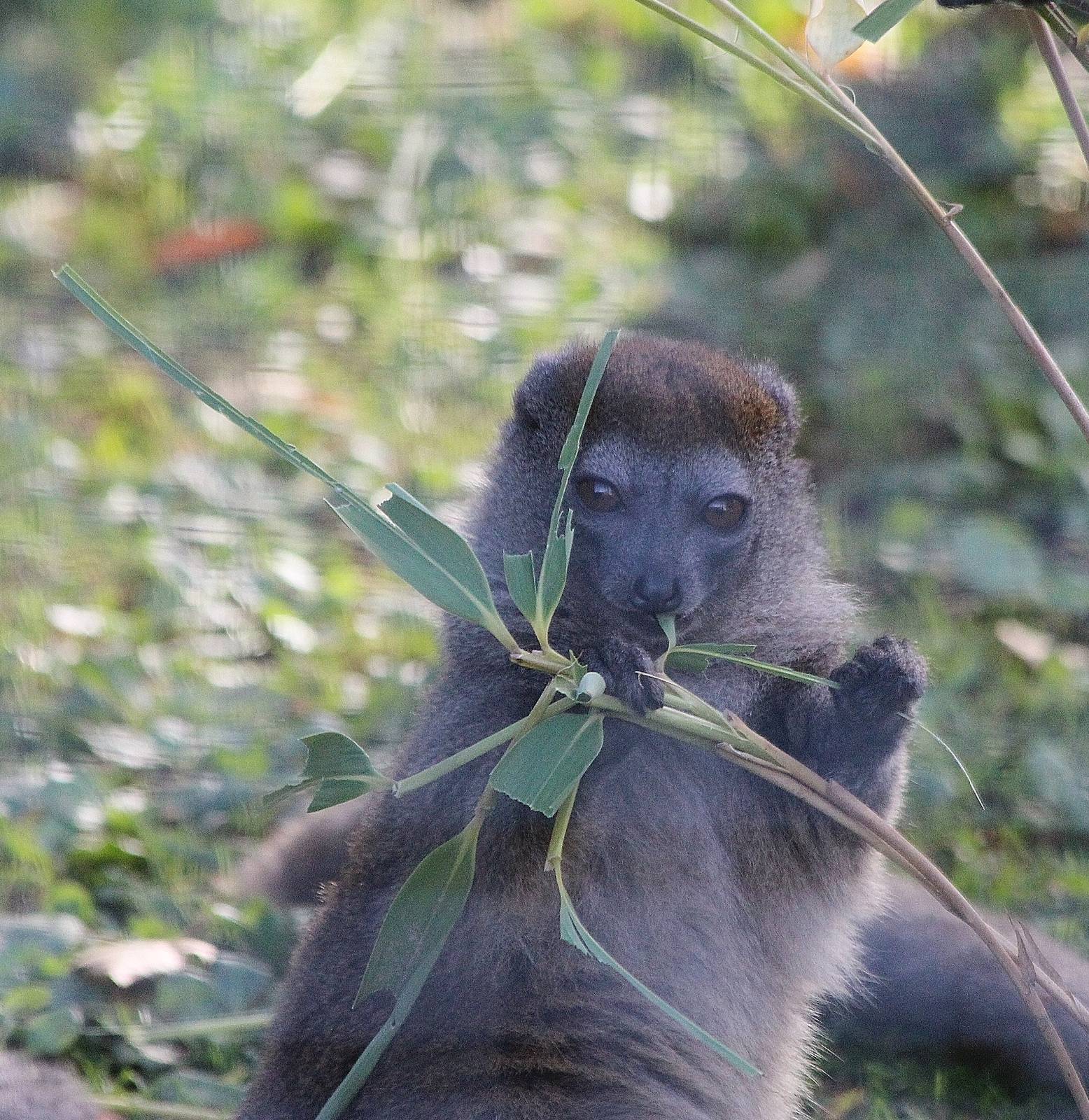 Bamboo Lemur