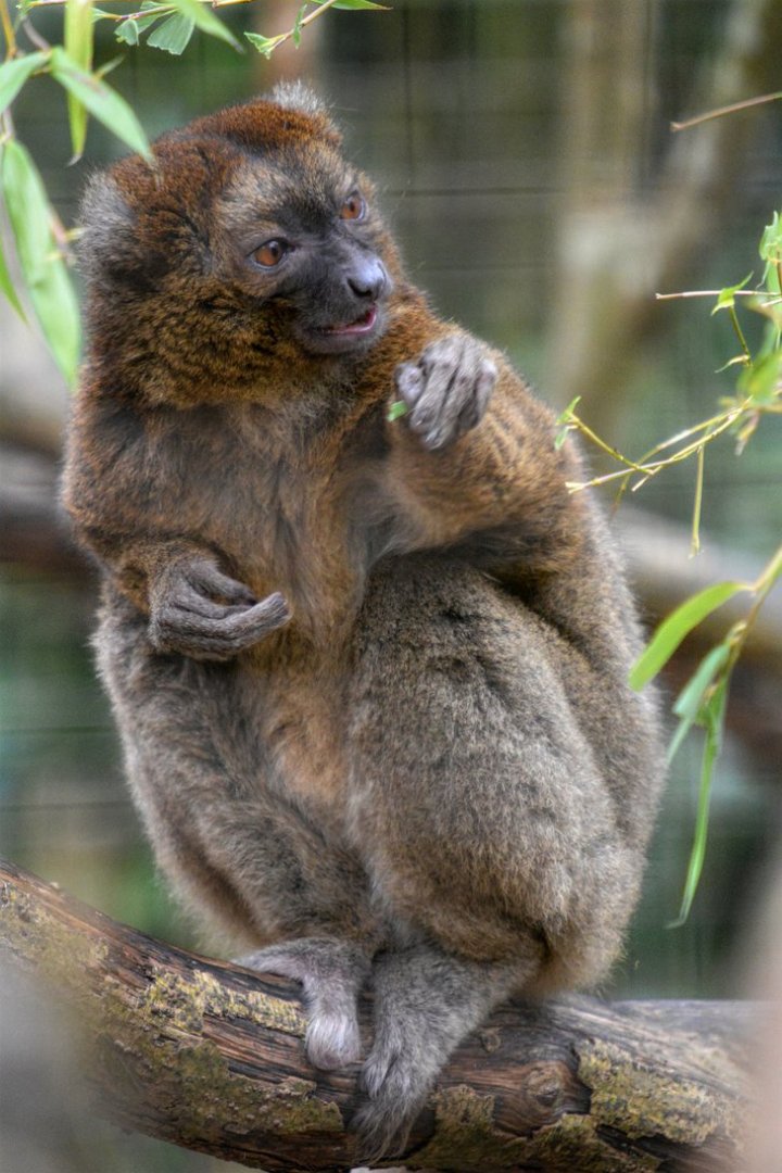 Bamboo Lemur