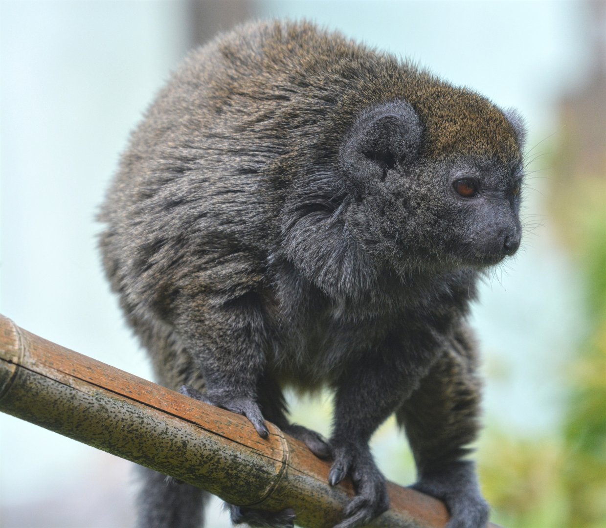 Bamboo Lemur?