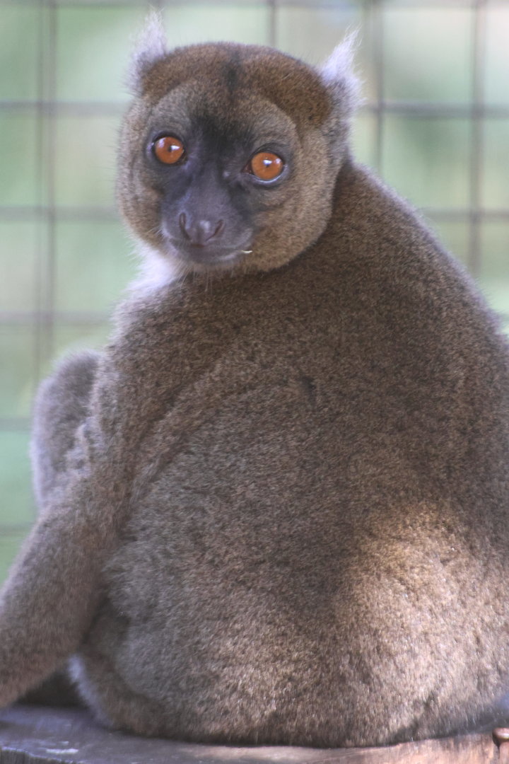 Bamboo Lemur