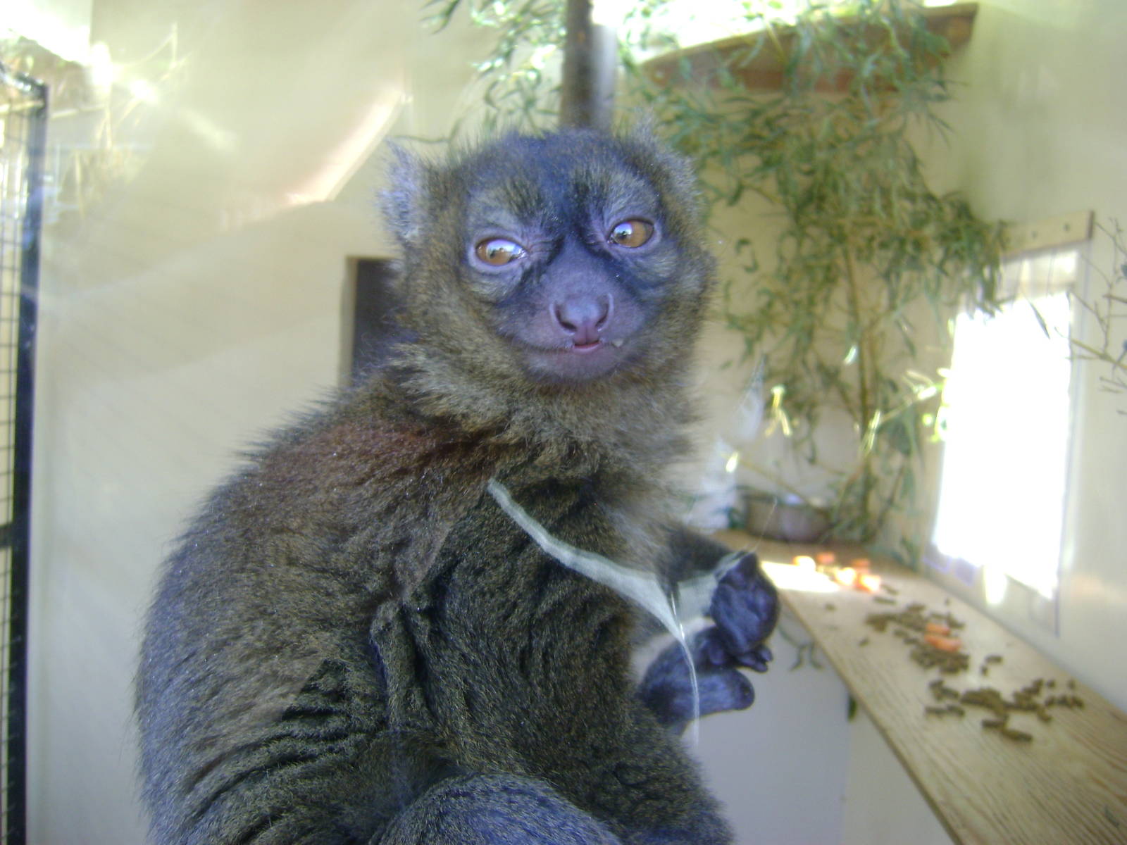 Bamboo lemur