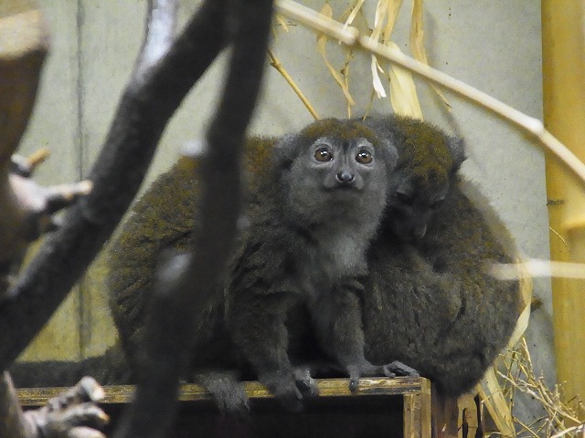 Bamboo lemurs in Ueno zoo