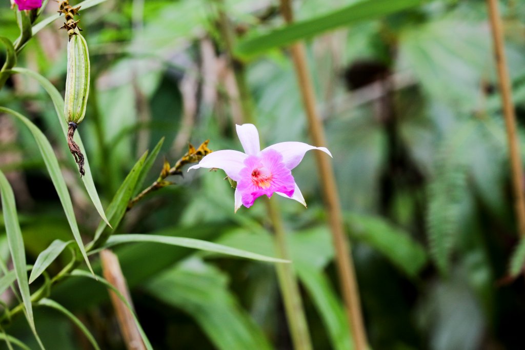 Bamboo Orchid