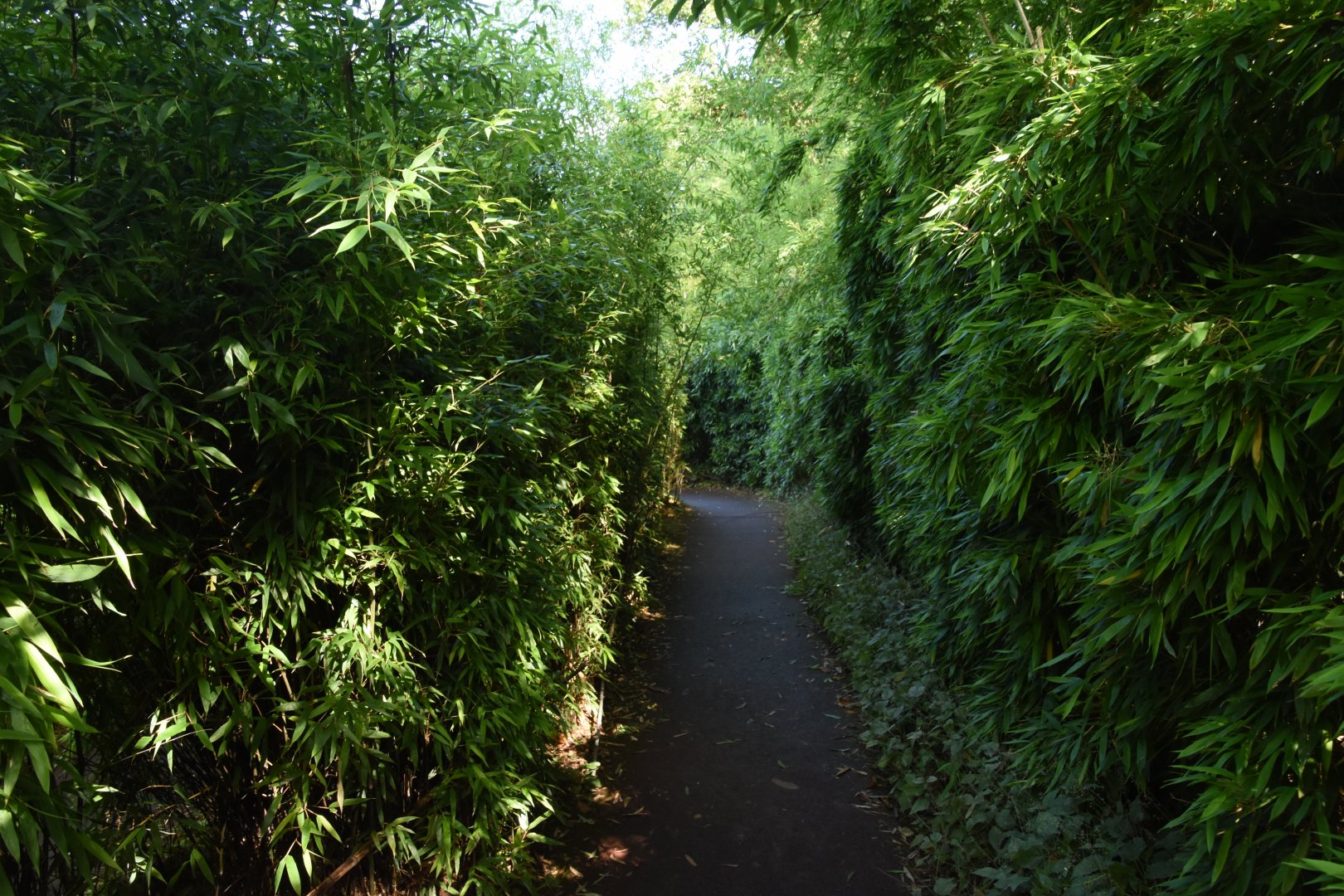 Bamboo pathway