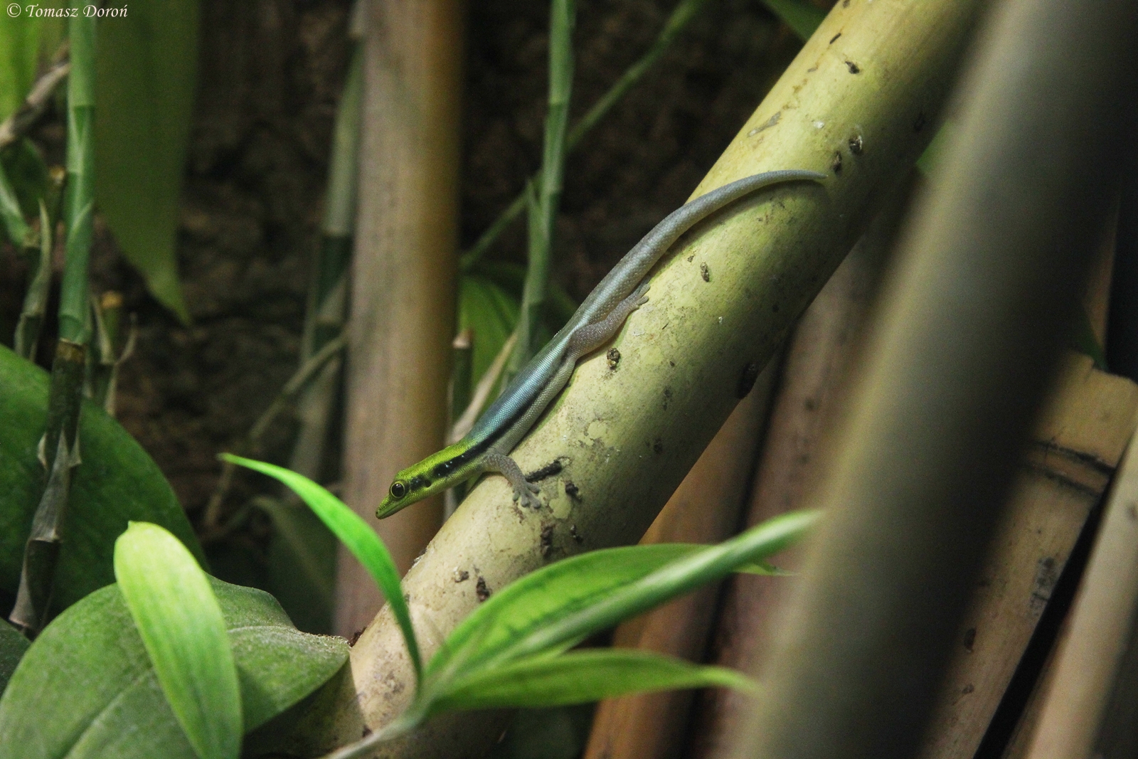 Bamboo Phelsuma (Phelsuma klemmeri)