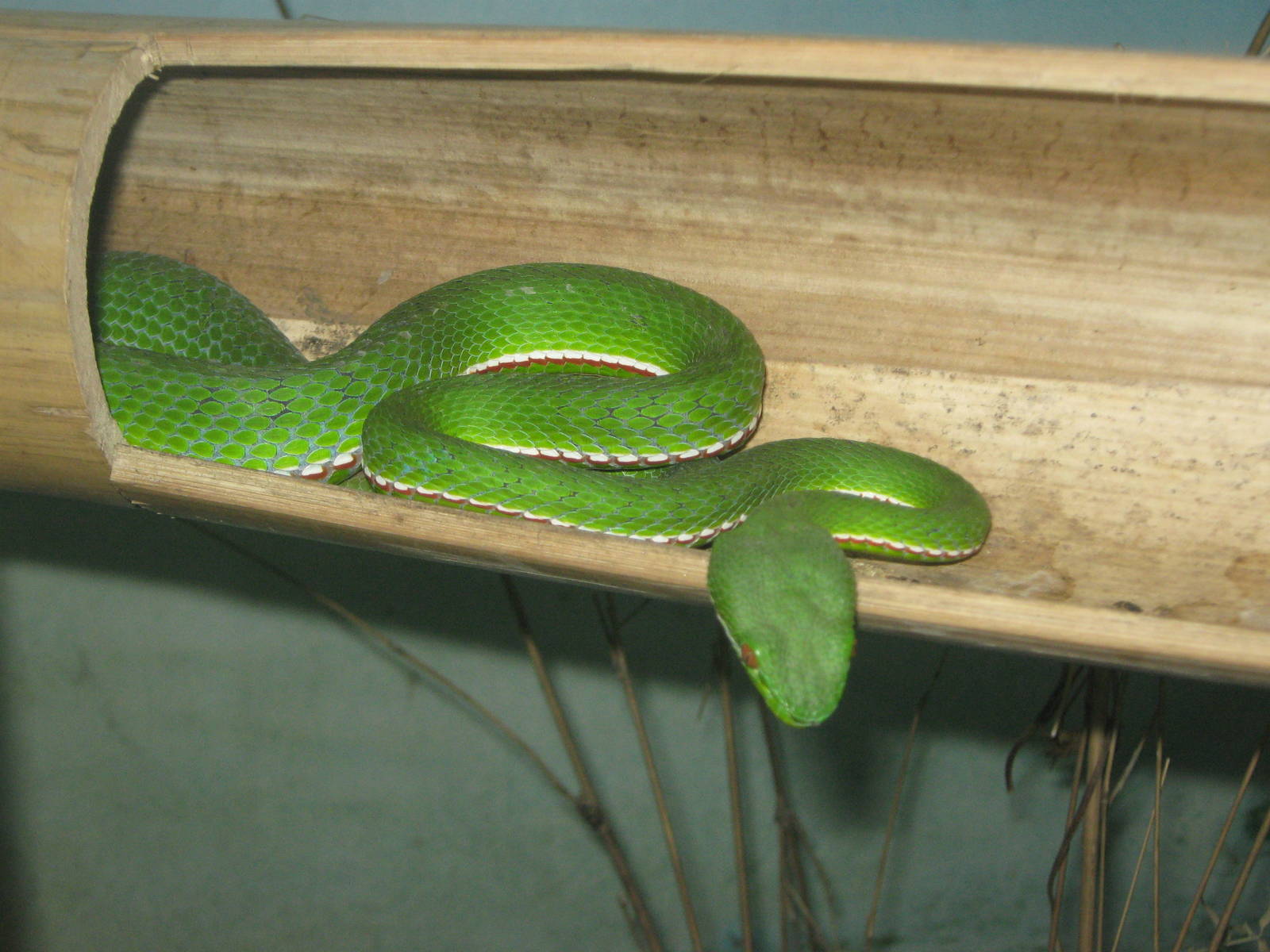 bamboo pit-viper (Trimeresurus stejnegeri)