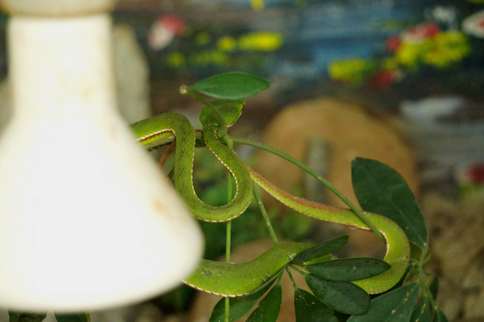 Bamboo Pitviper