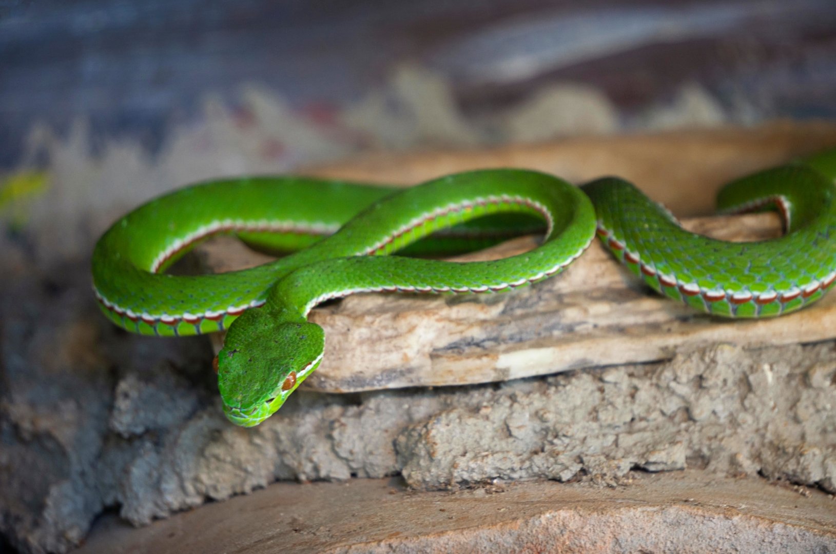 Bamboo Pitviper