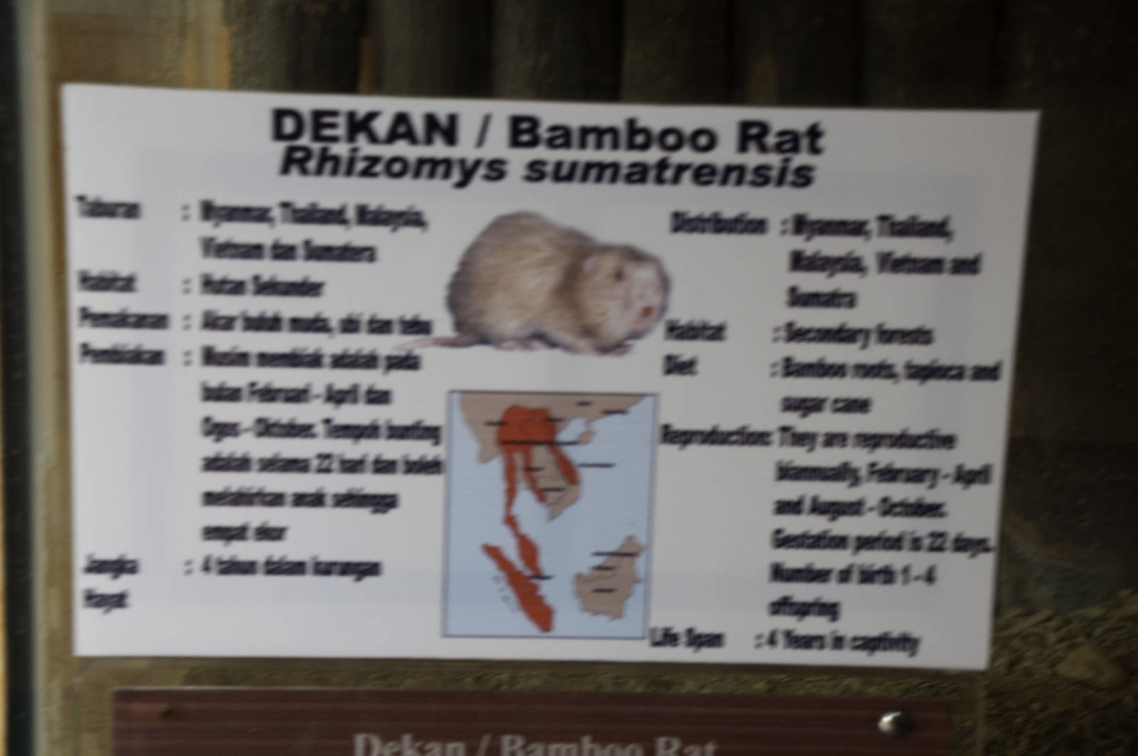 Bamboo Rat - Rhizomys sumatrensis - Melaka Zoo - 2009 - Sign