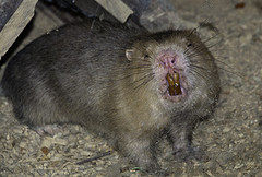 Bamboo Rat - Rhizomys sumatrensis - Melaka Zoo - 2009