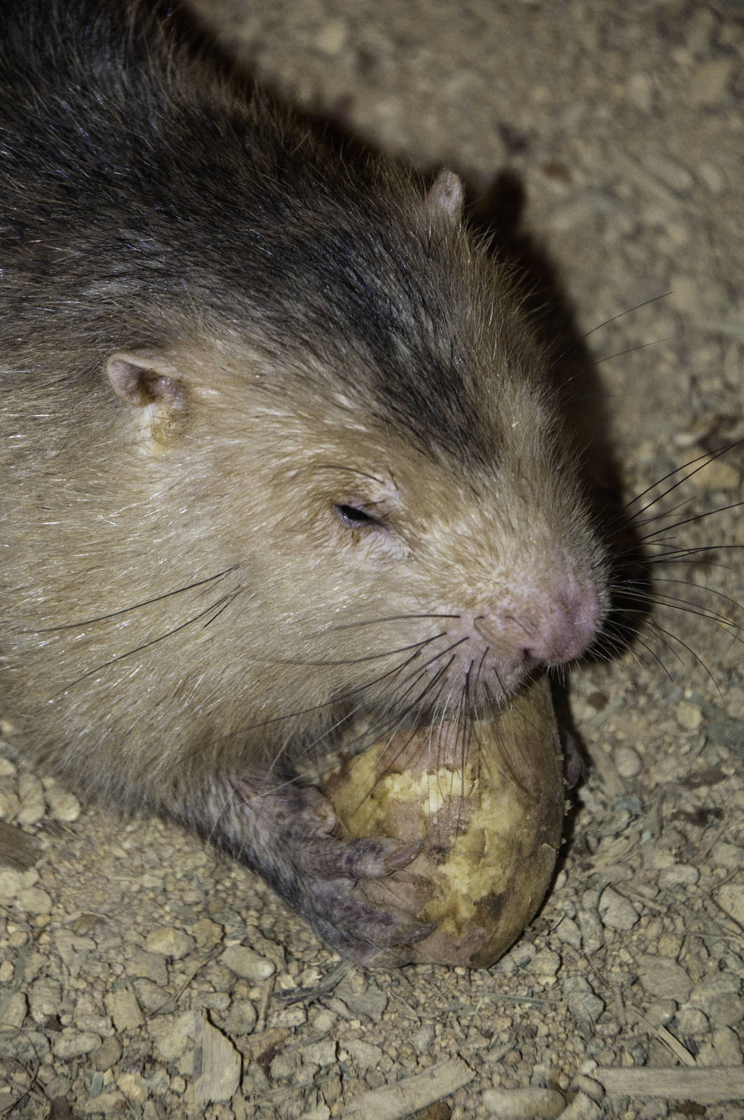Bamboo Rat - Rhizomys sumatrensis - Melaka Zoo - 2009