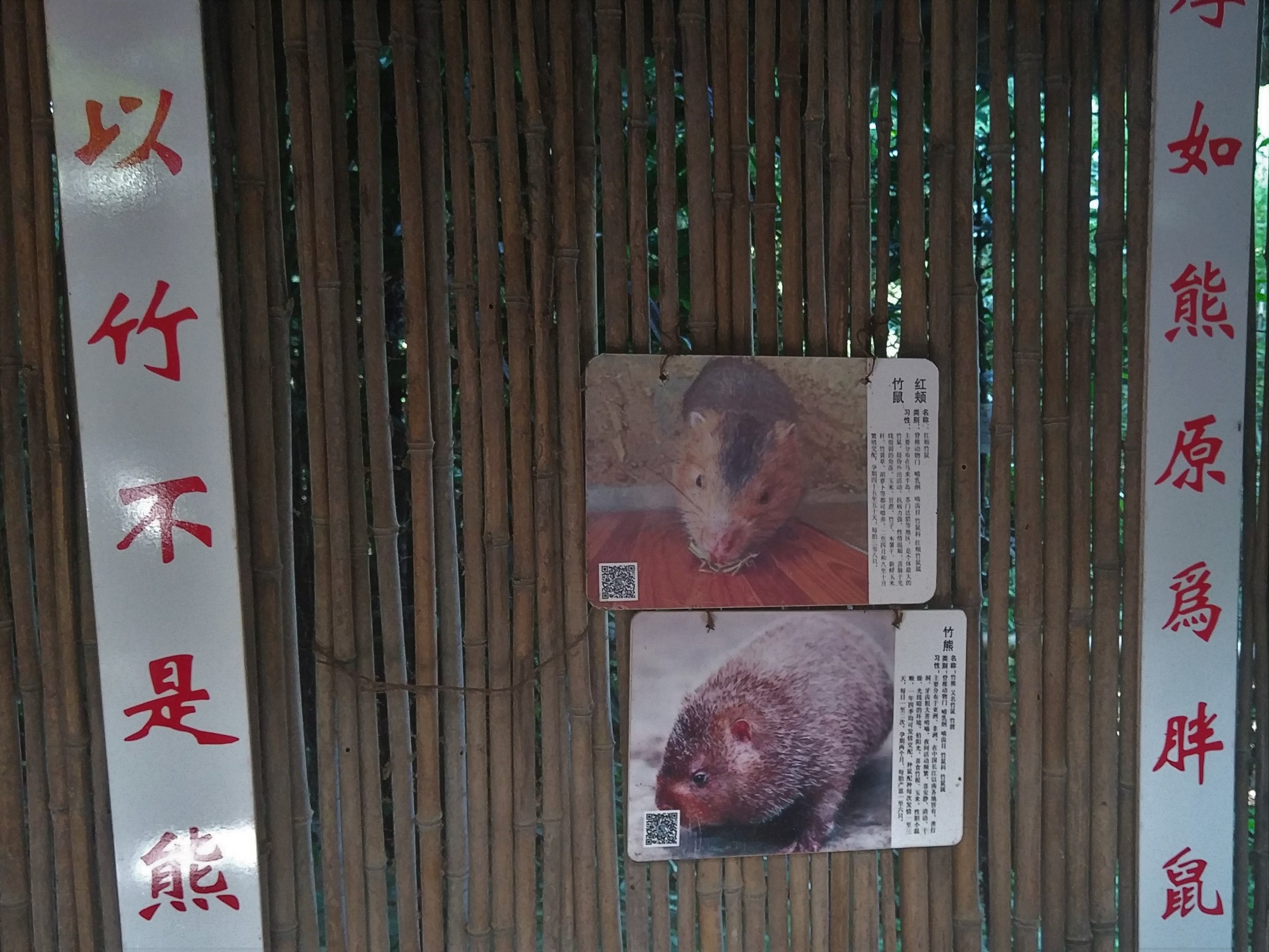Bamboo Rat Signage
