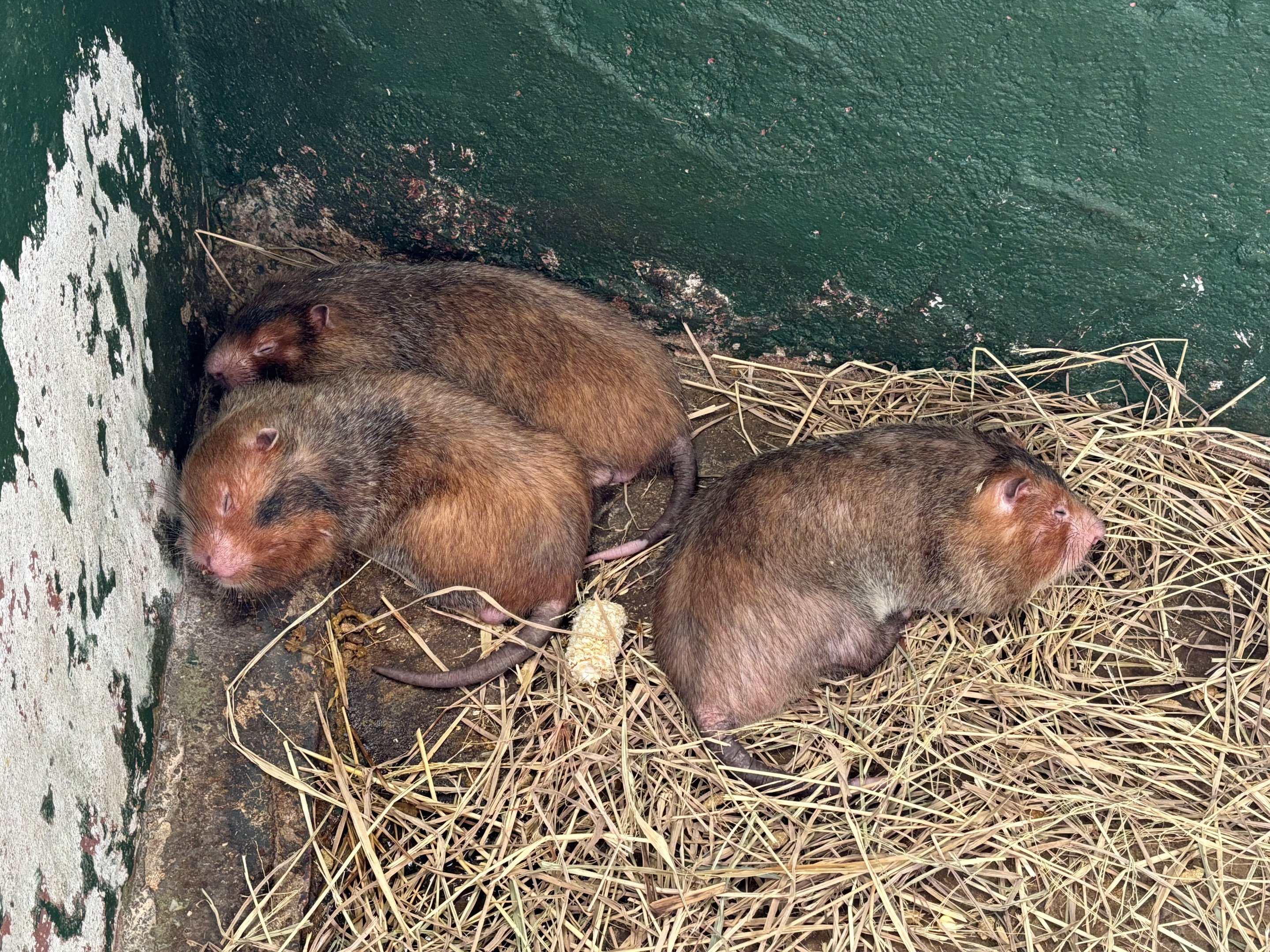 Bamboo Rats