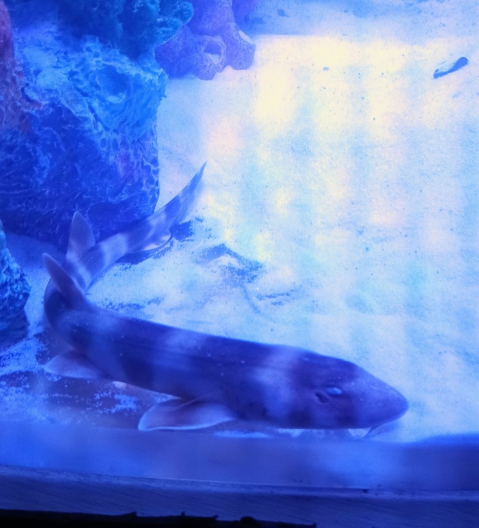 Bamboo Shark (6/21/25)