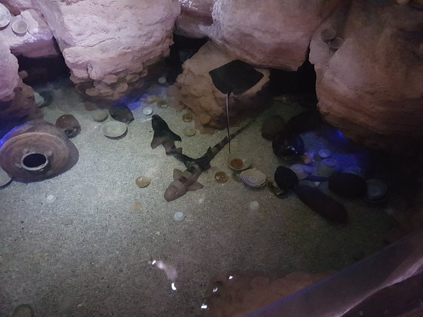 Bamboo shark and ray