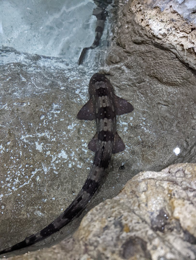 Bamboo Shark at the Greensboro Science Center