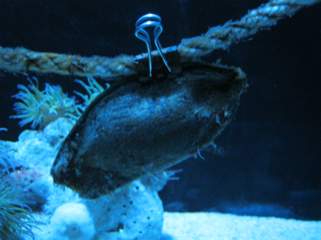 Bamboo Shark egg-case August 2014.