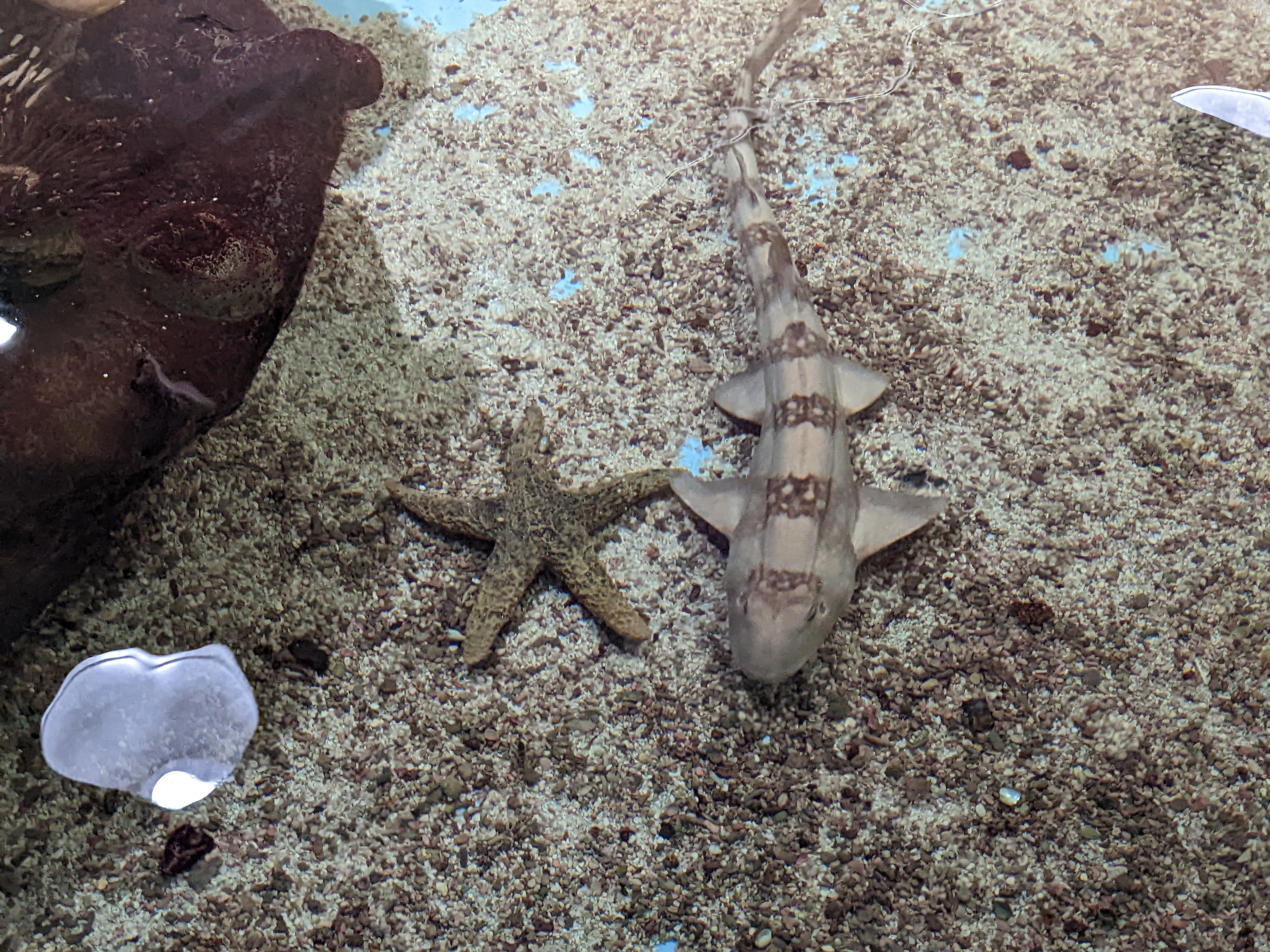 Bamboo shark in shark tank