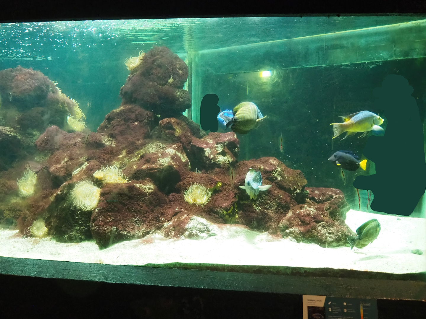 Bamboo shark, Surgeonfish, Hogfish and Porcupinefish tank, 2023-08-17