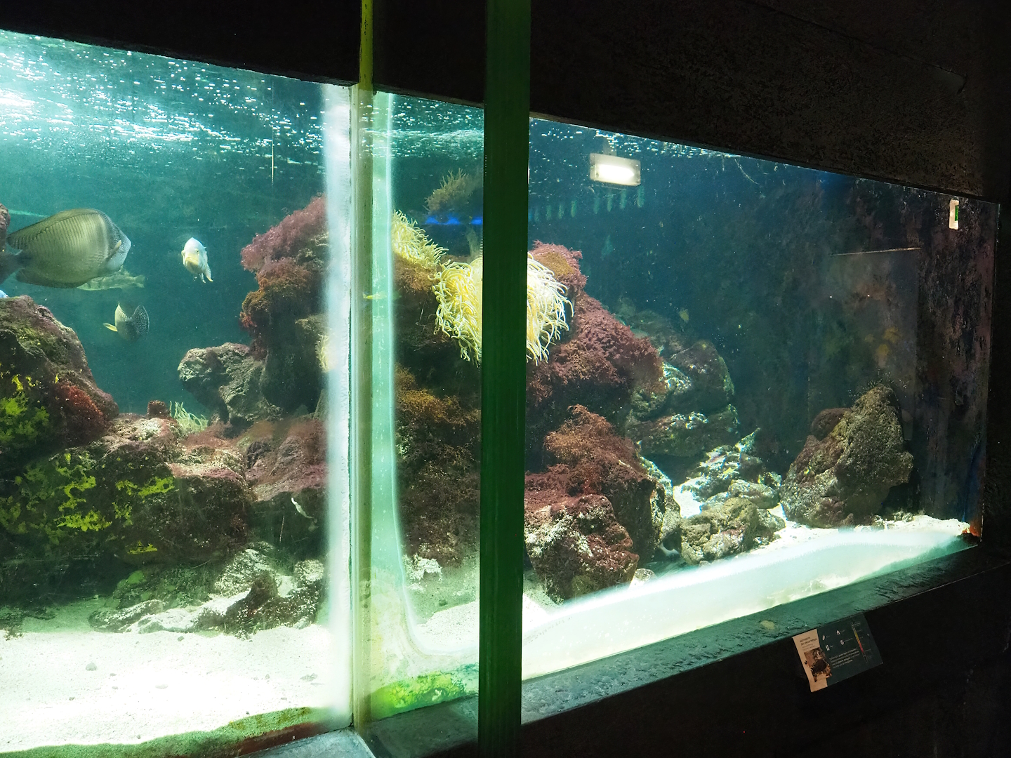 Bamboo shark, Surgeonfish, Hogfish and Porcupinefish tank, 2023-08-17