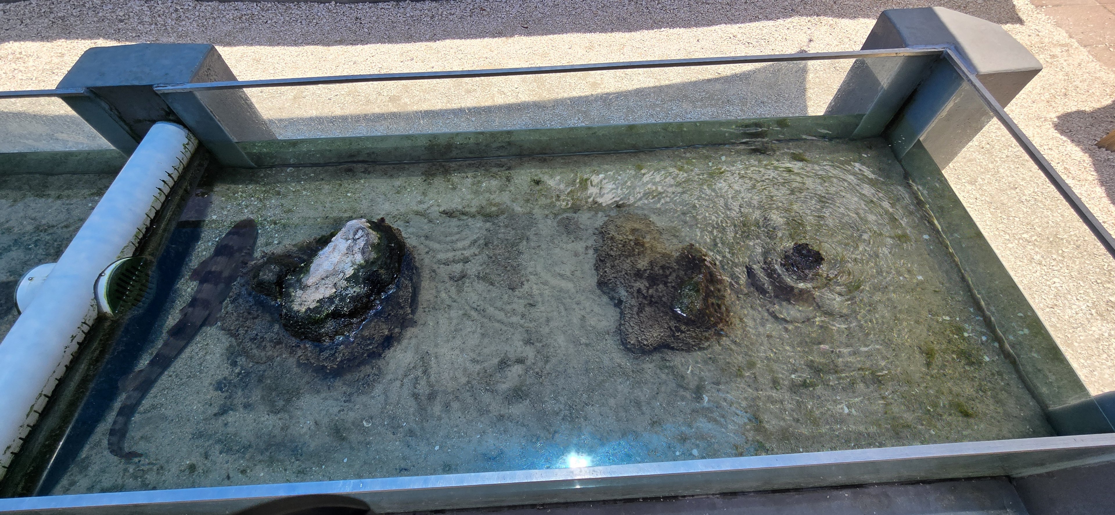Bamboo shark touch tank