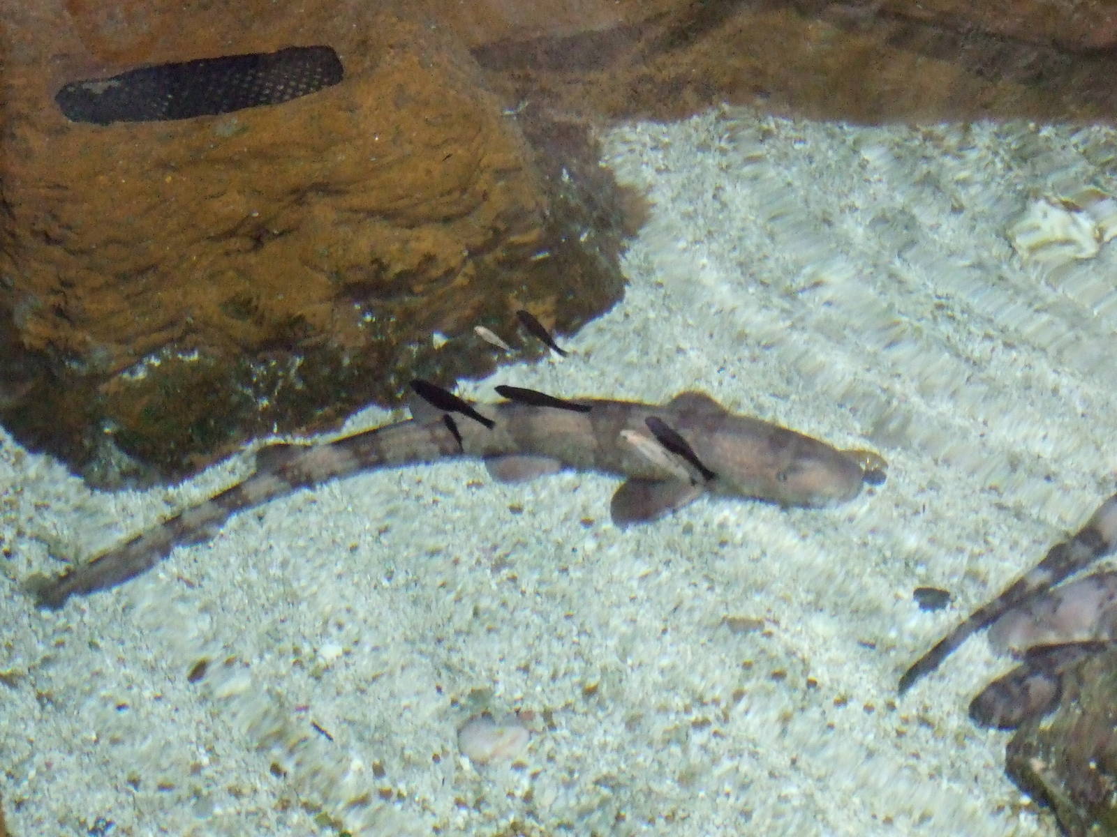 Bamboo Shark