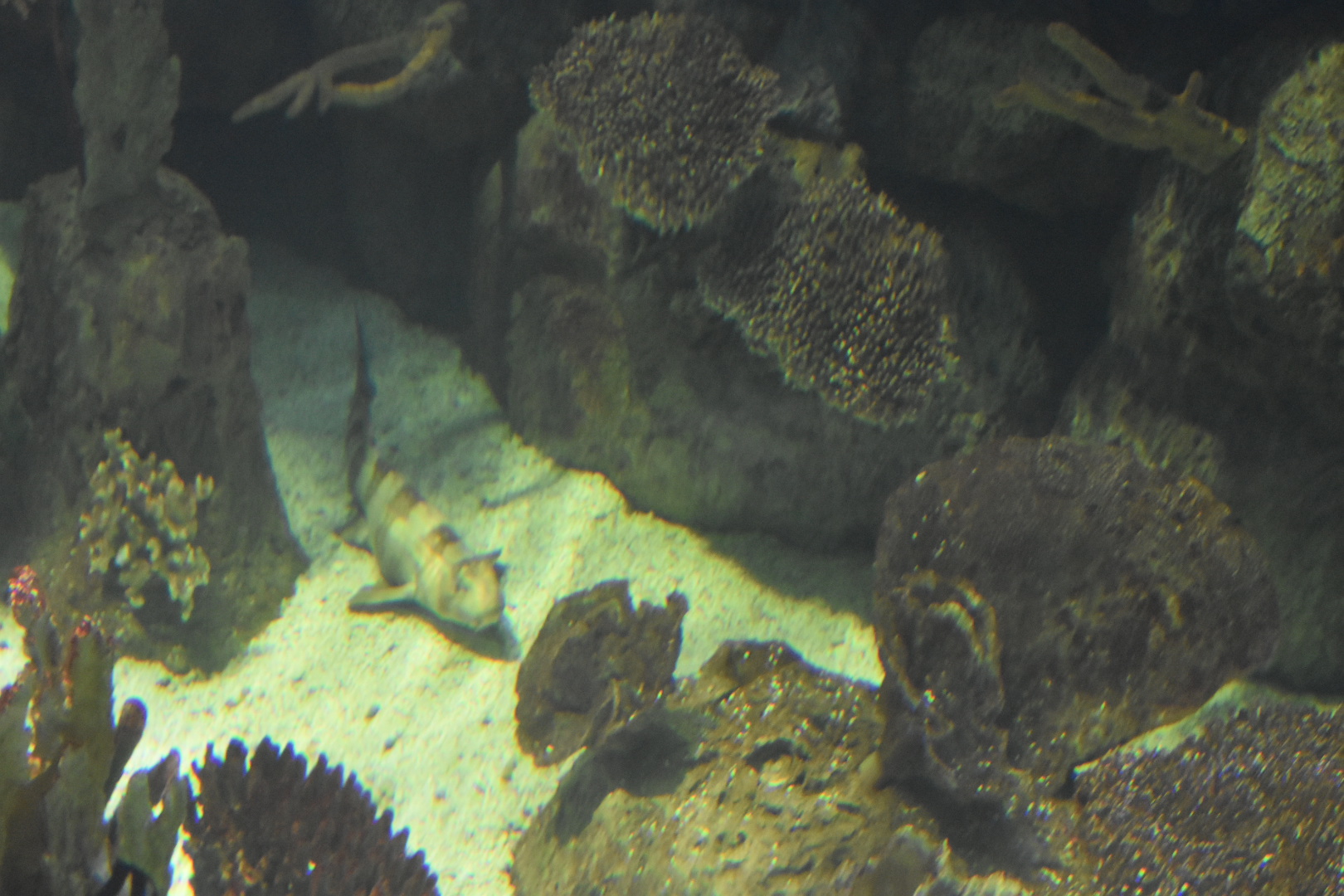 Bamboo Shark
