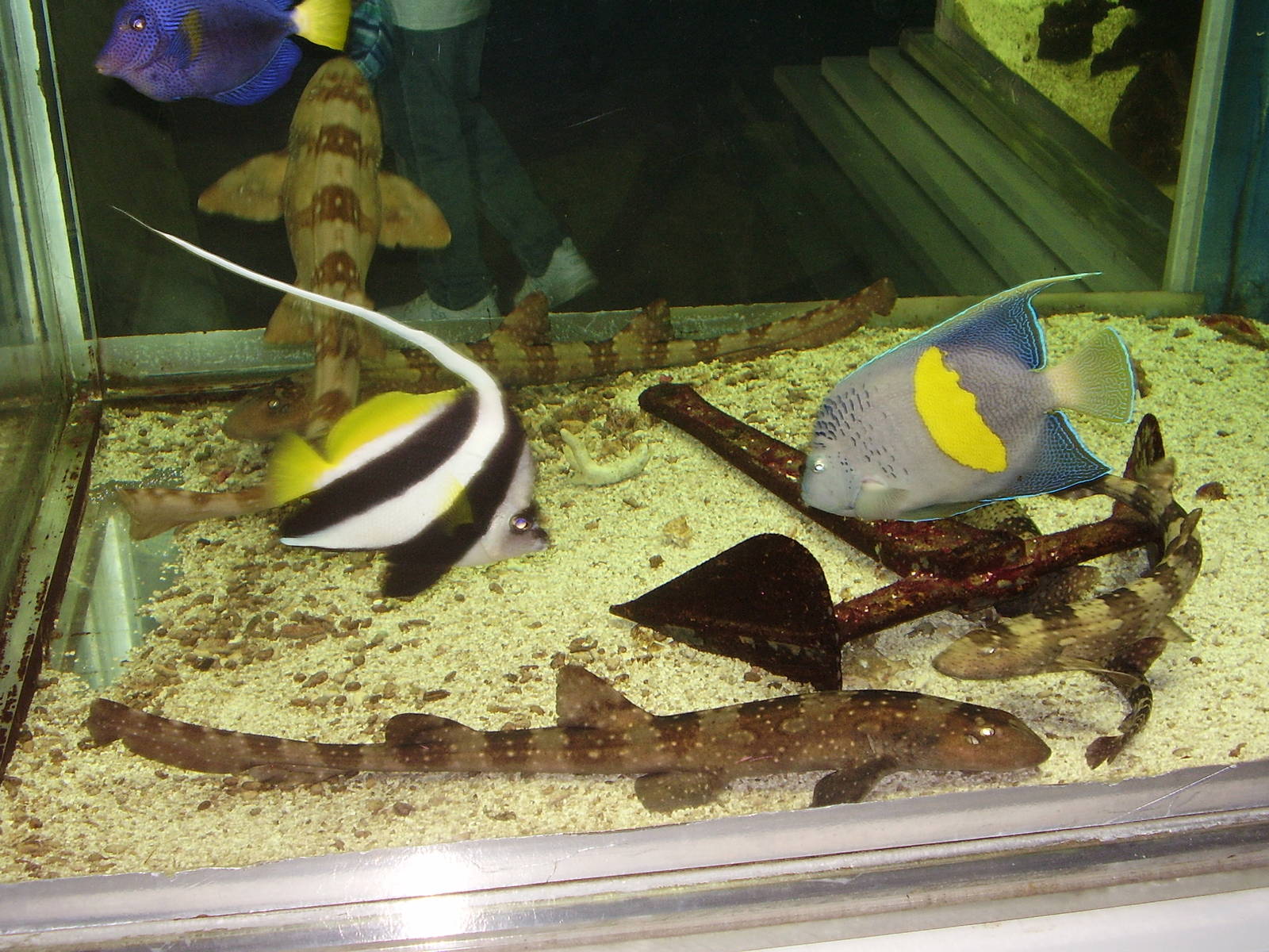 Bamboo Sharks Damsel Fish- Staten Island Zoo MAY07 II