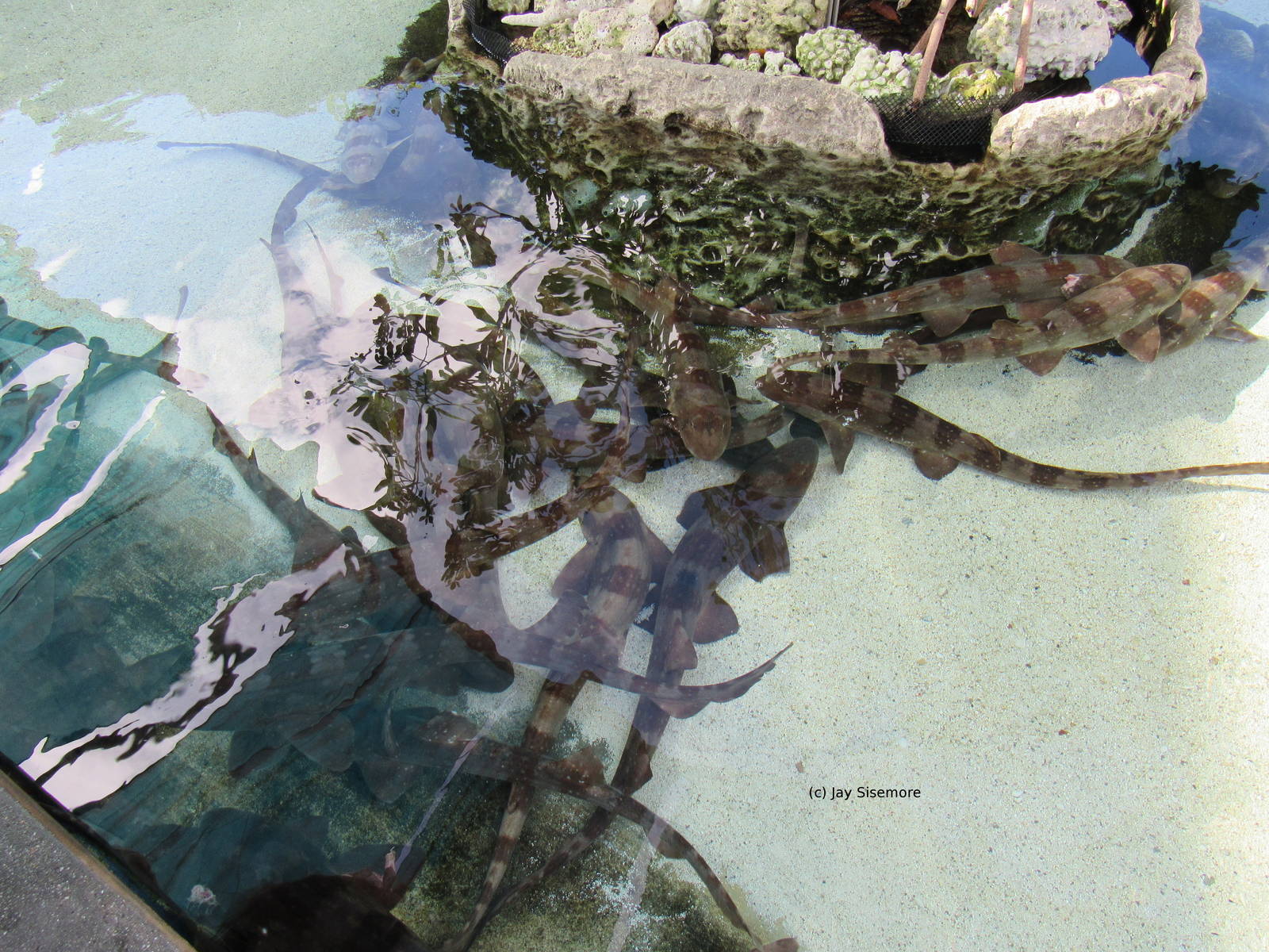 Bamboo Sharks Galore