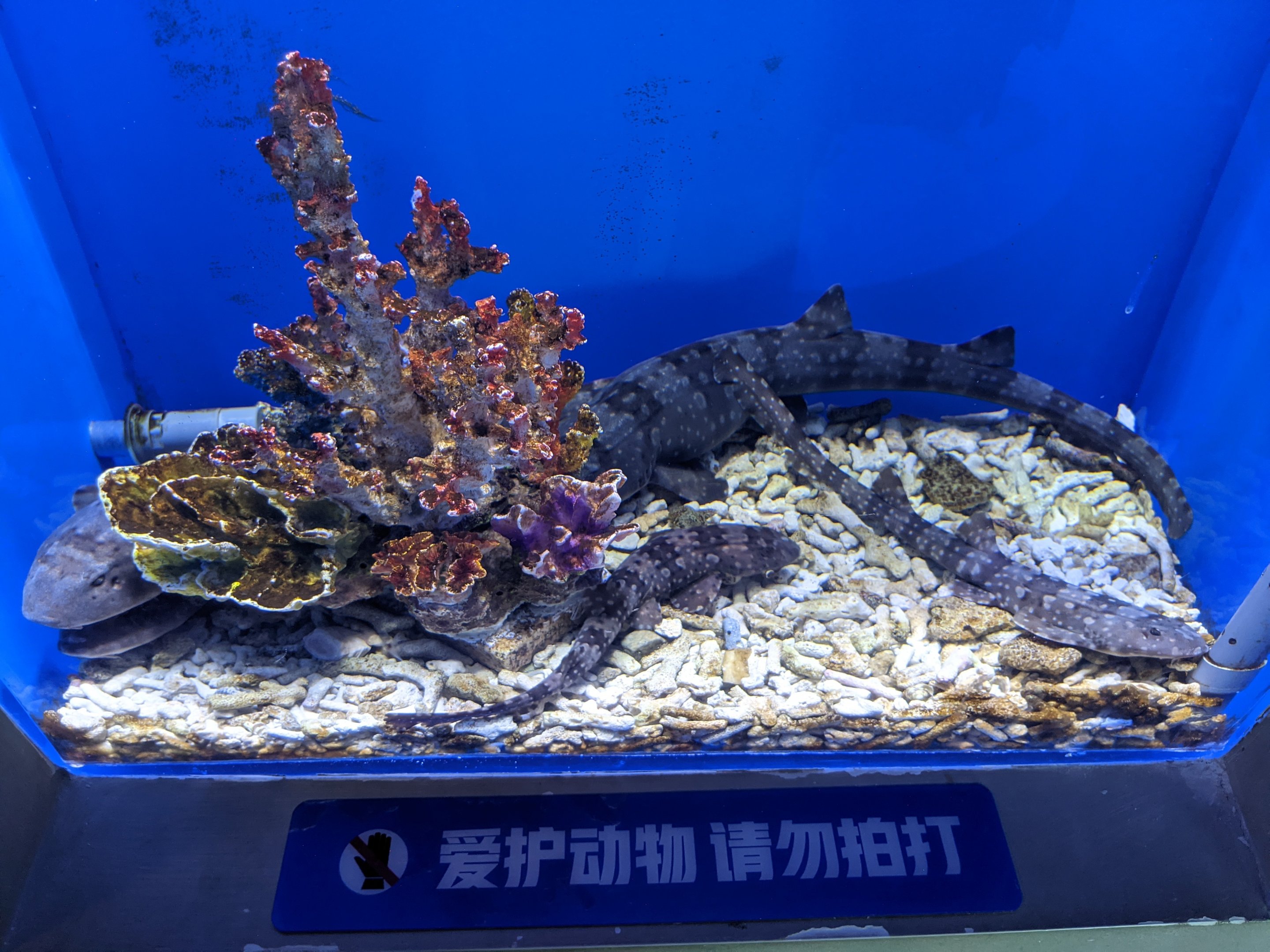 Bamboo Sharks - Ocean World (Guangzhou)