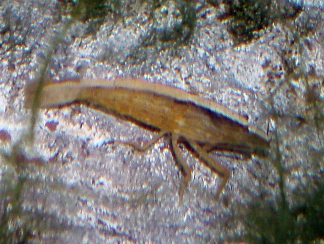 Bamboo Shrimp (Atyopsis moluccensis)