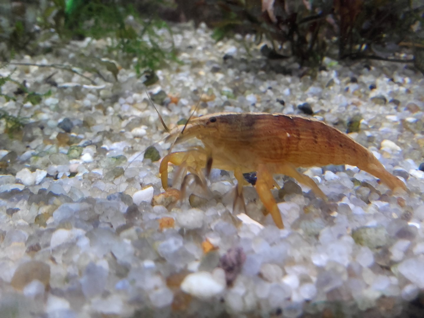 Bamboo shrimp