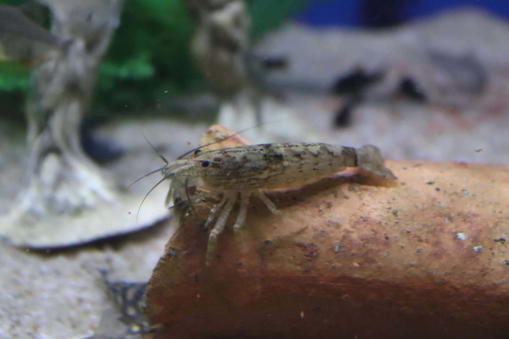 Bamboo Shrimp