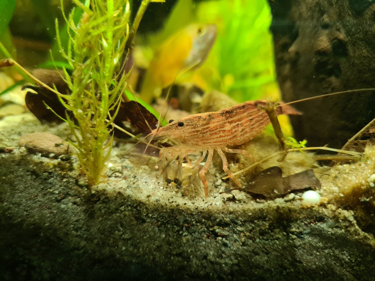 Bamboo shrimp
