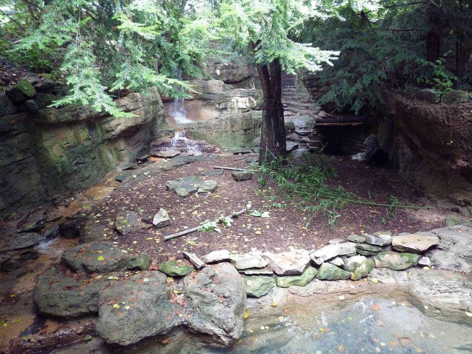 Bamboo Trail - African Crested Porcupine Exhibit