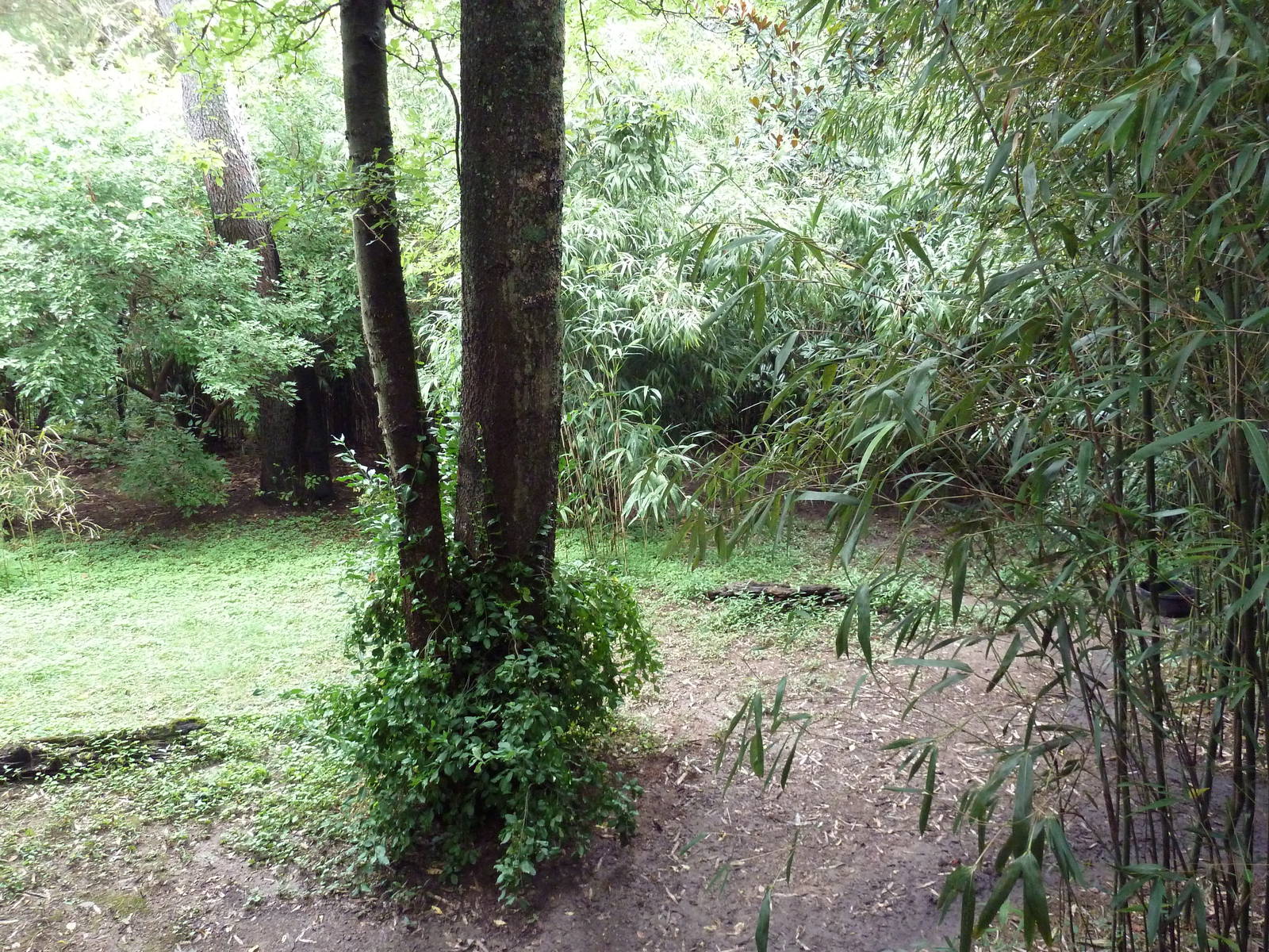 Bamboo Trail - Cassowary Exhibit