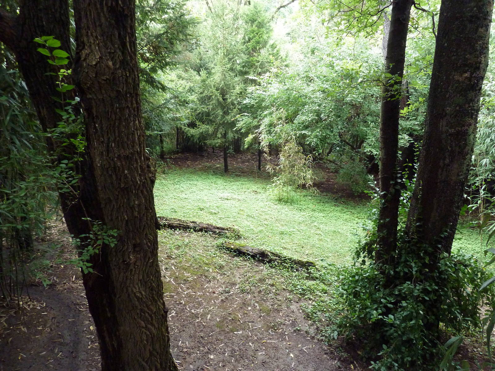 Bamboo Trail - Cassowary Exhibit