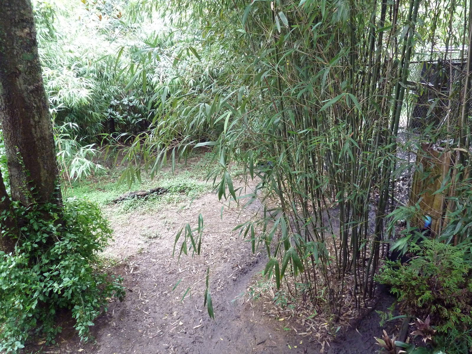 Bamboo Trail - Cassowary Exhibit