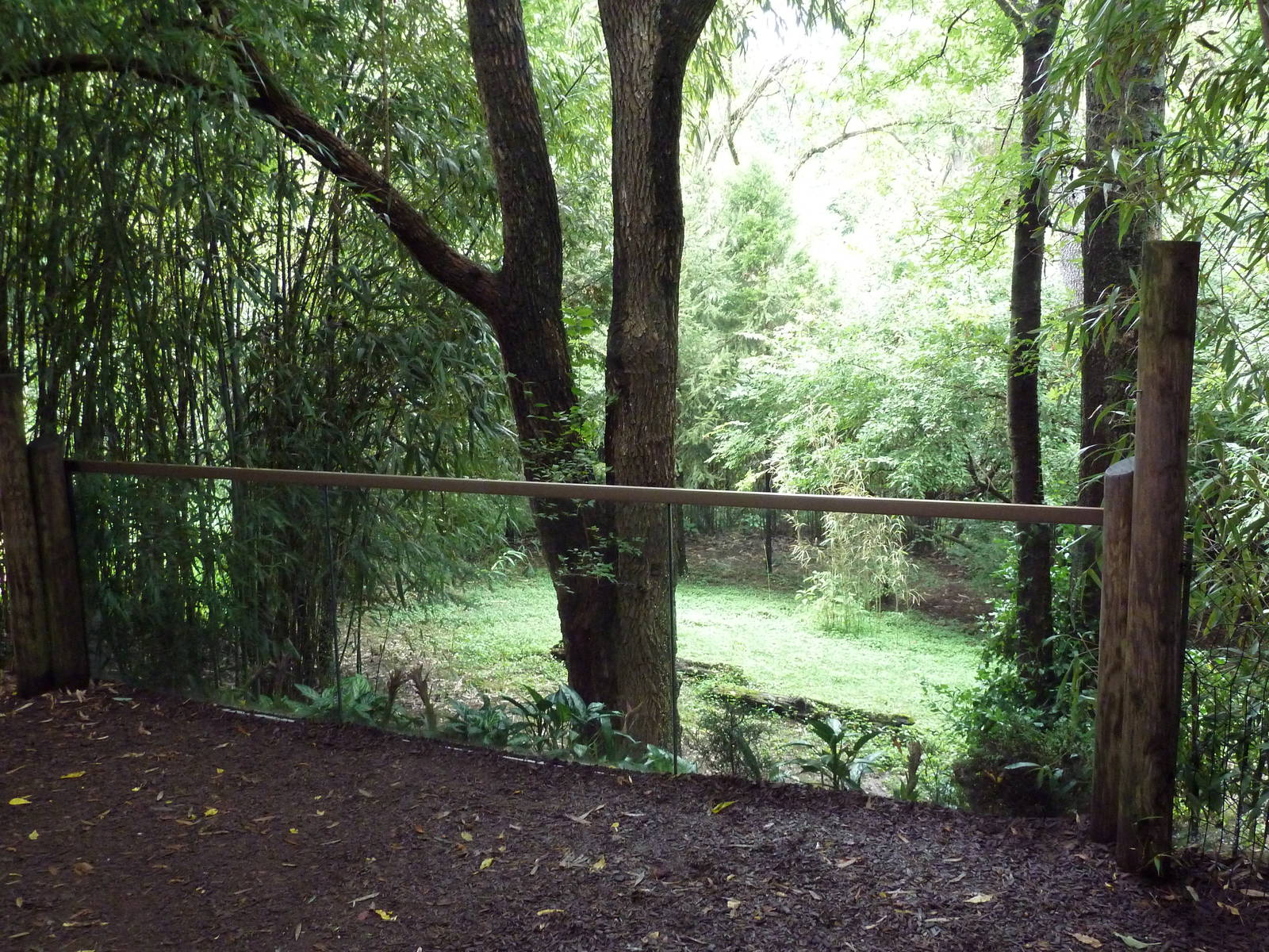 Bamboo Trail - Cassowary Exhibit
