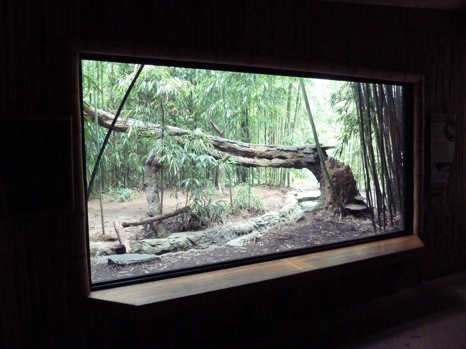 Bamboo Trail - Clouded Leopard Exhibit