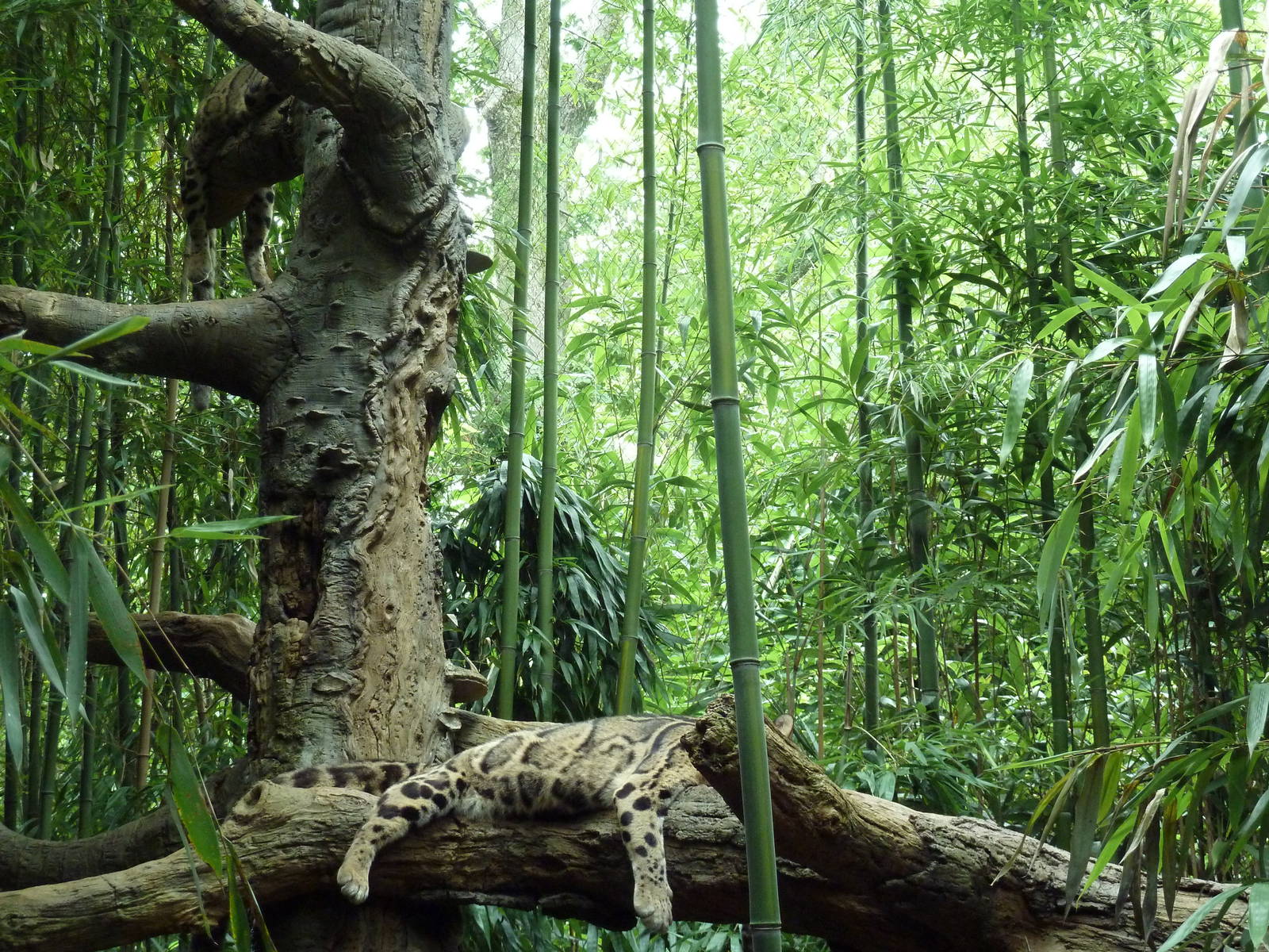 Bamboo Trail - Clouded Leopard Exhibit