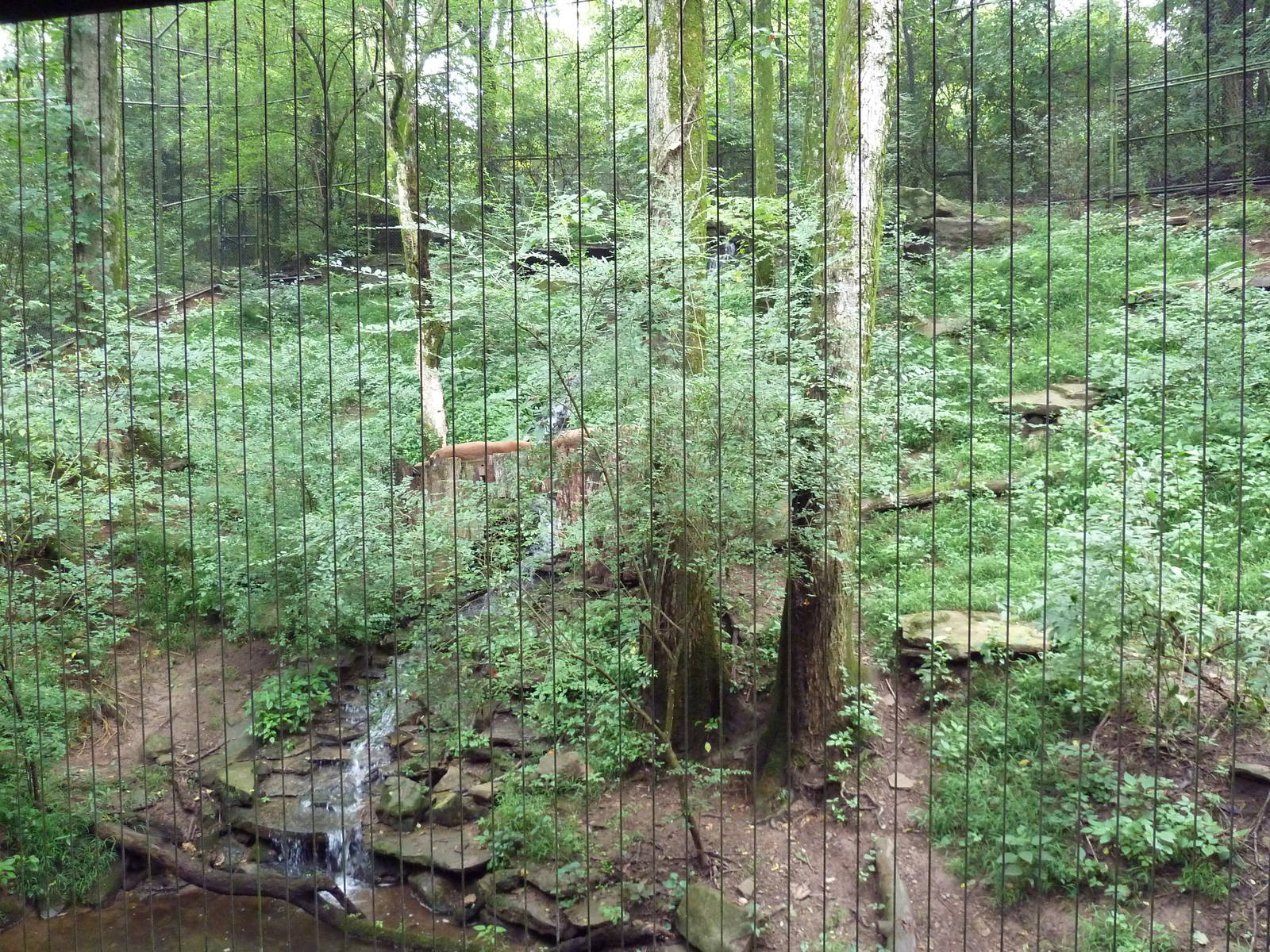 Bamboo Trail - Cougar Exhibit