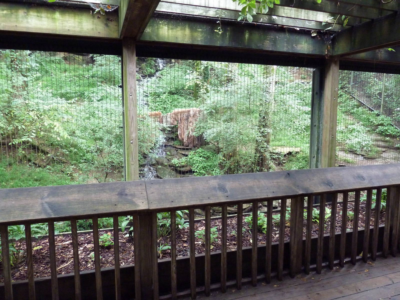 Bamboo Trail - Cougar Exhibit
