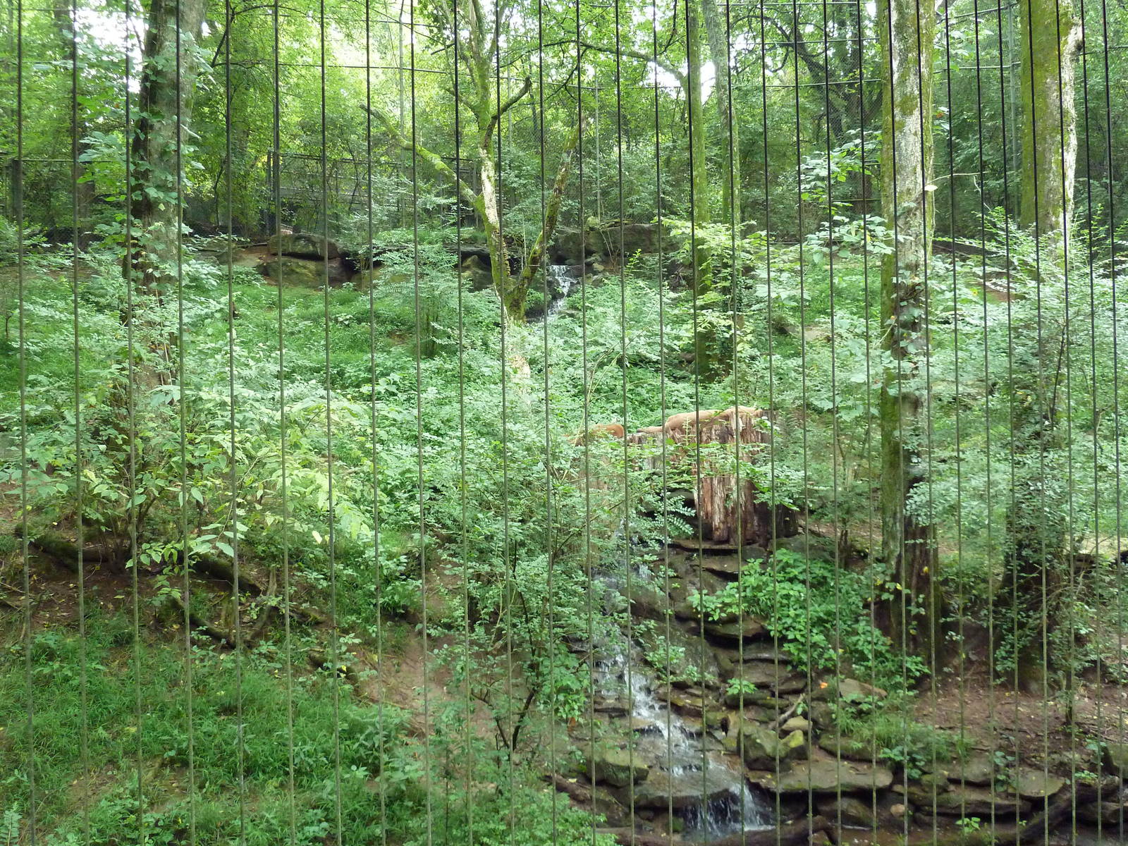 Bamboo Trail - Cougar Exhibit