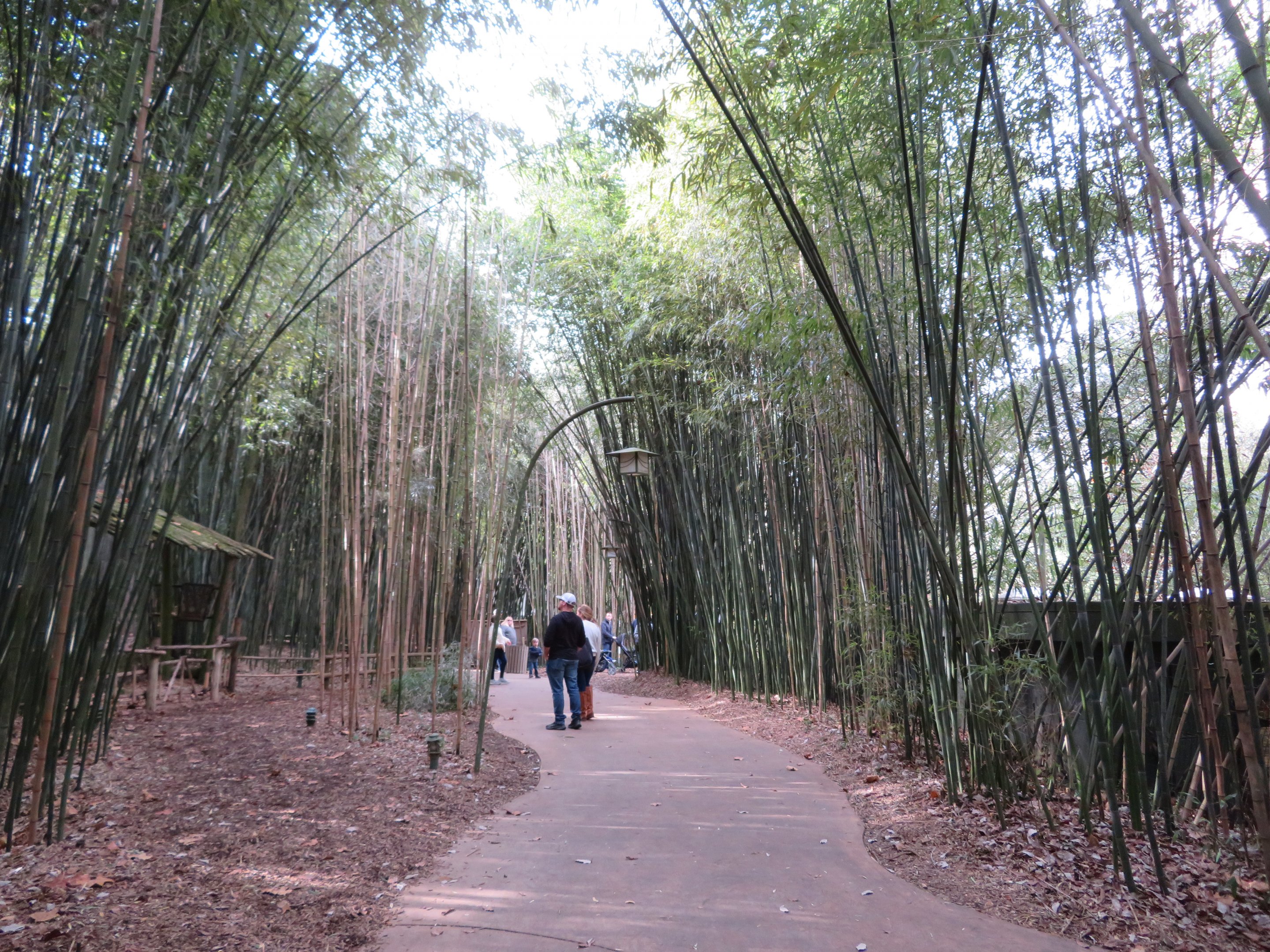 Bamboo Trail Path