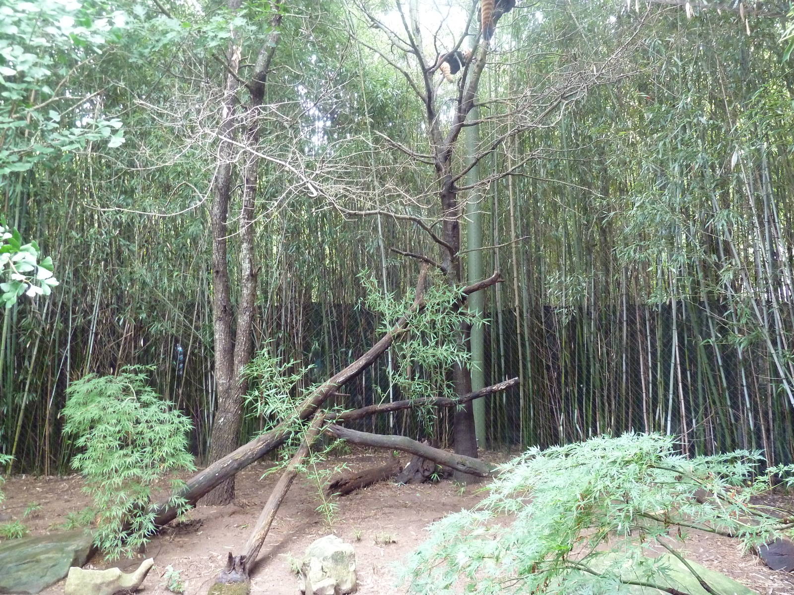 Bamboo Trail - Red Panda Exhibit