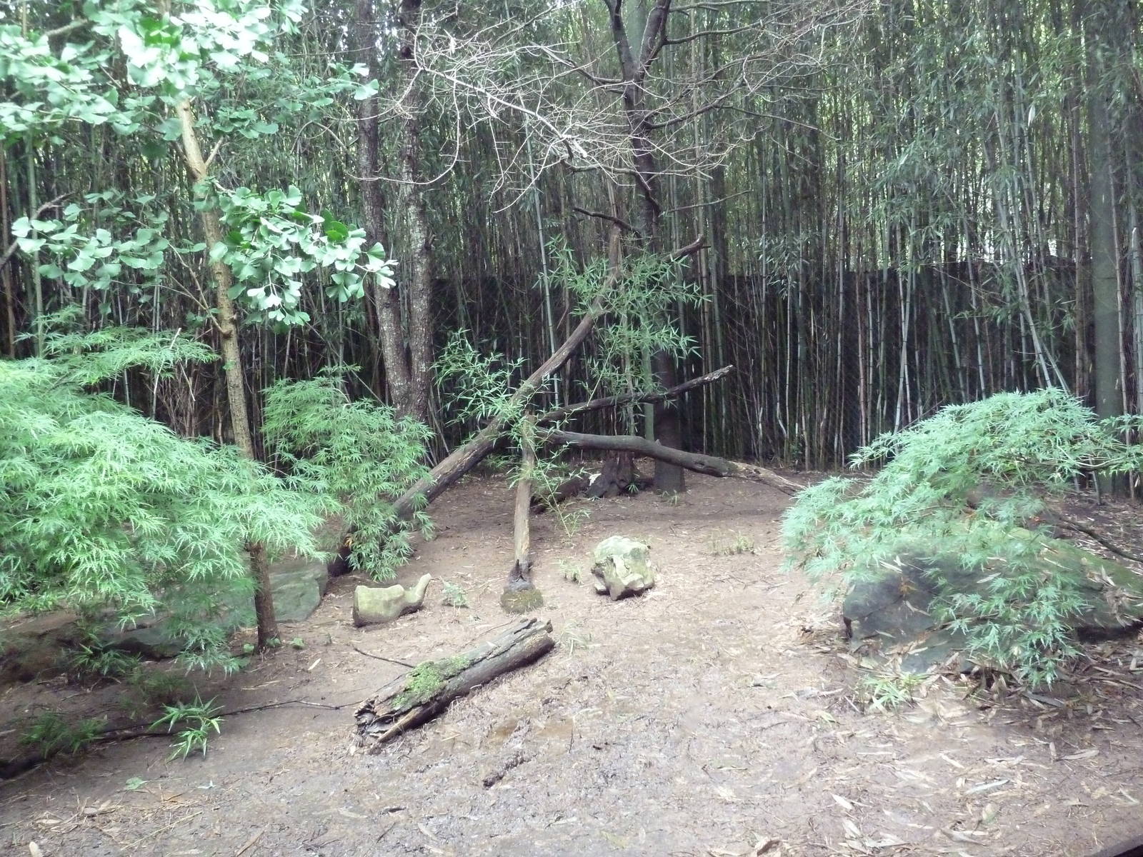 Bamboo Trail - Red Panda Exhibit
