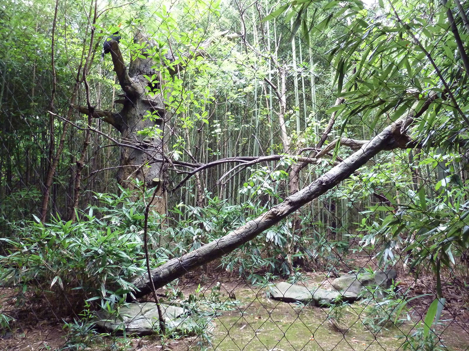 Bamboo Trail - Rhinoceros Hornbill Exhibit
